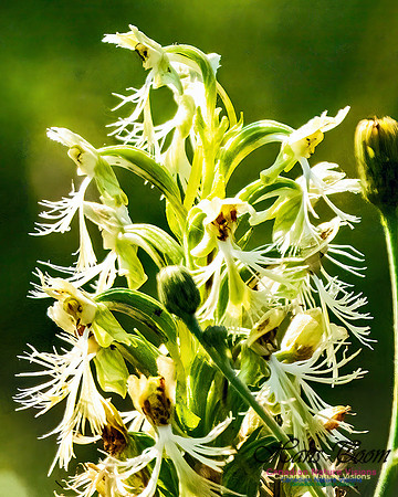 Ragged Fringed Orchid 103