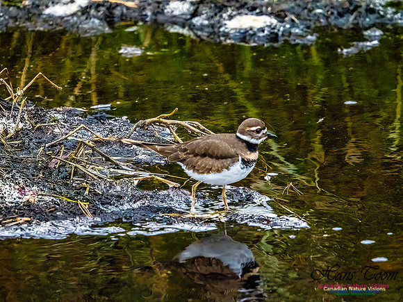 Killdeer 101