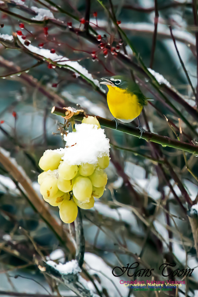 Yellow-breasted Chat