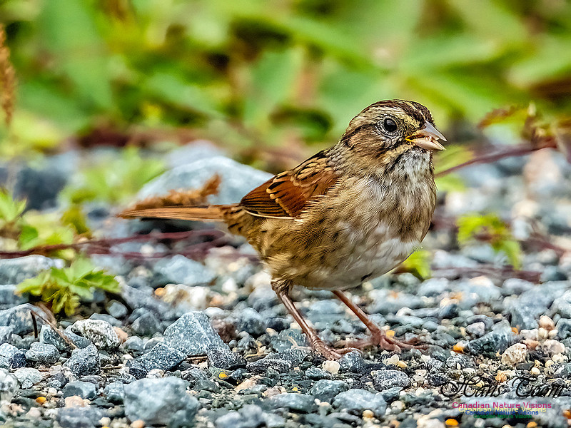 Swamp Sparrow 104