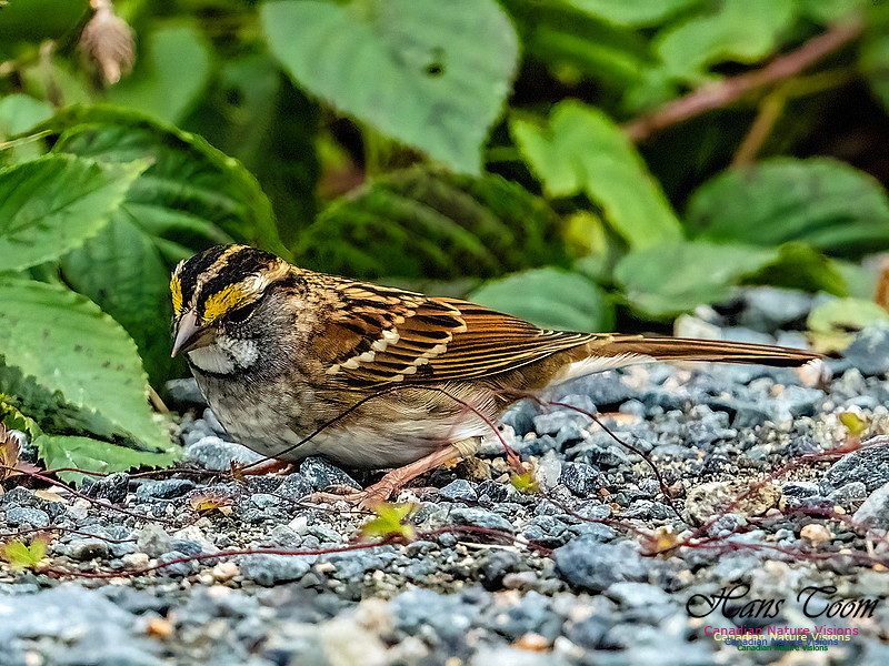 White-throated Sparrow 100