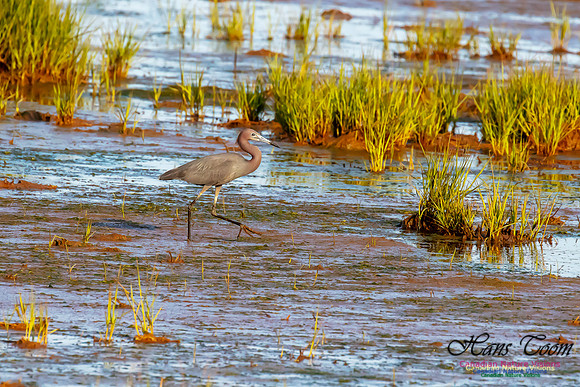 Little Blue Heron 121
