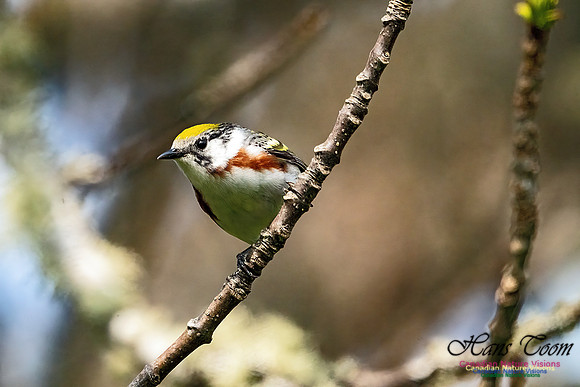 Chestnut-sided Warbler 100