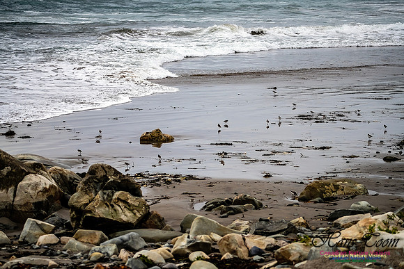 Shorebirds of Hurricane Erin 115