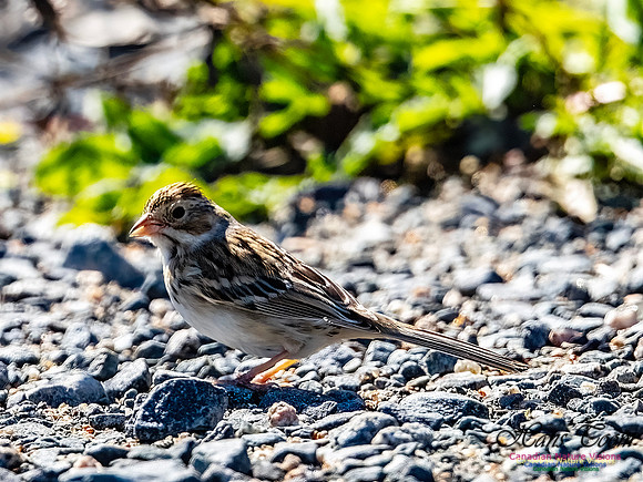Swamp Sparrow 509