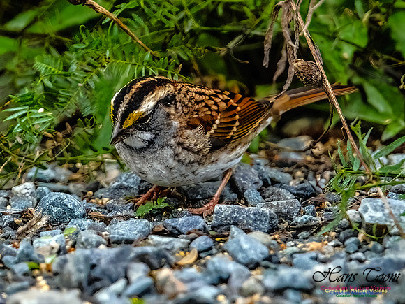 White-throated Sparroww 354