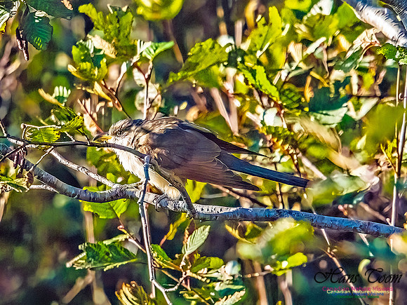 Yellow-billed Cuckoo 107