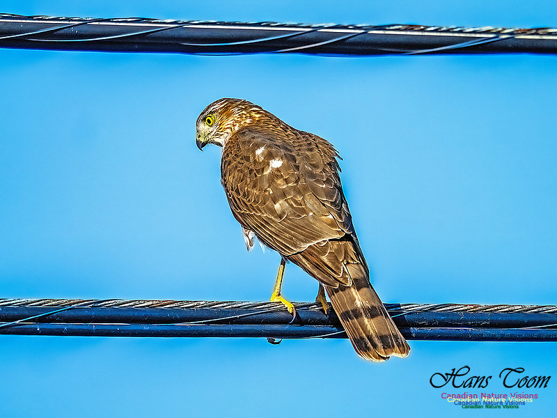 Sharp-shinned Hawk 102