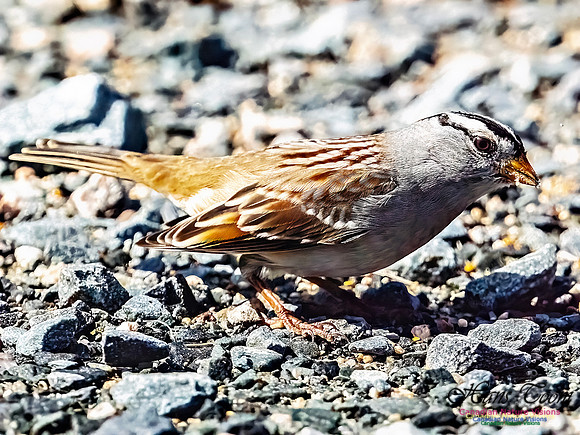 White-crowned Sparrow 105