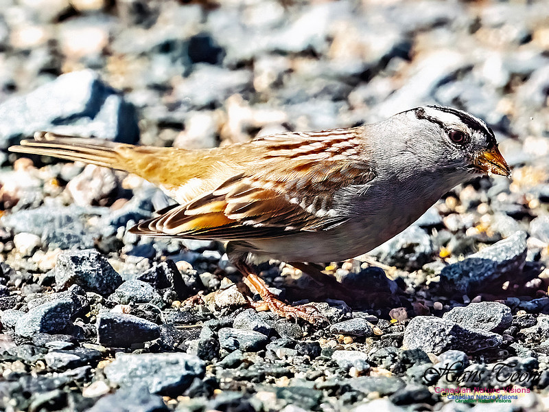 White-crowned Sparrow 105