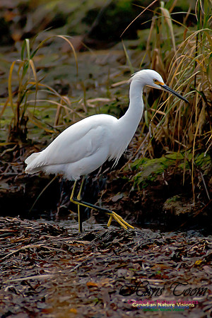 Snowy Egret