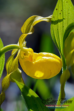 YellowLady's-SlipperOrchid29