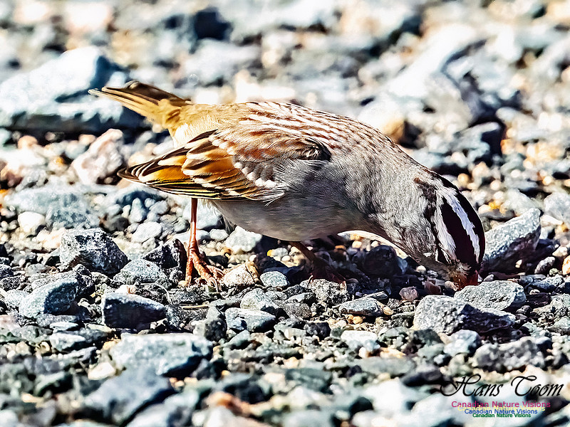 White-crowned Sparrow 106