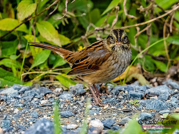 Swamp Sparrow 801