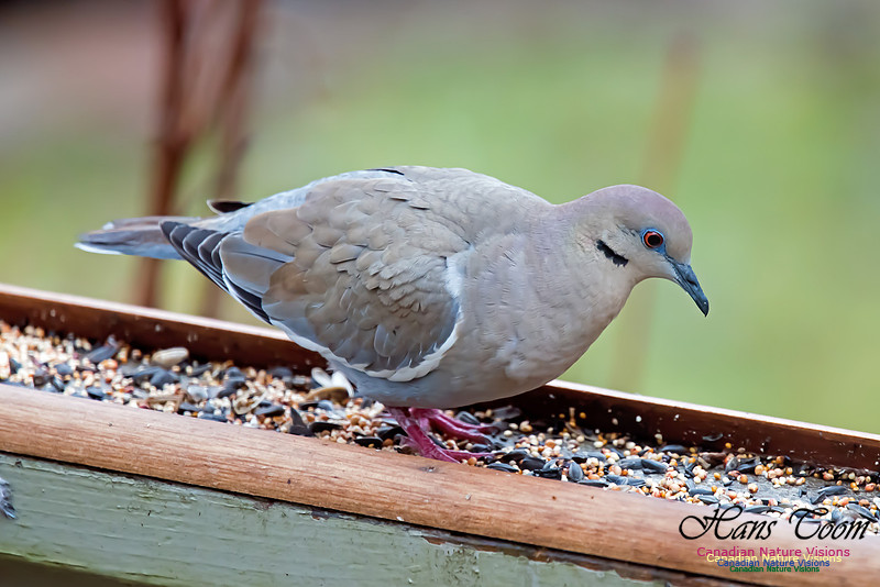White-winged Dove