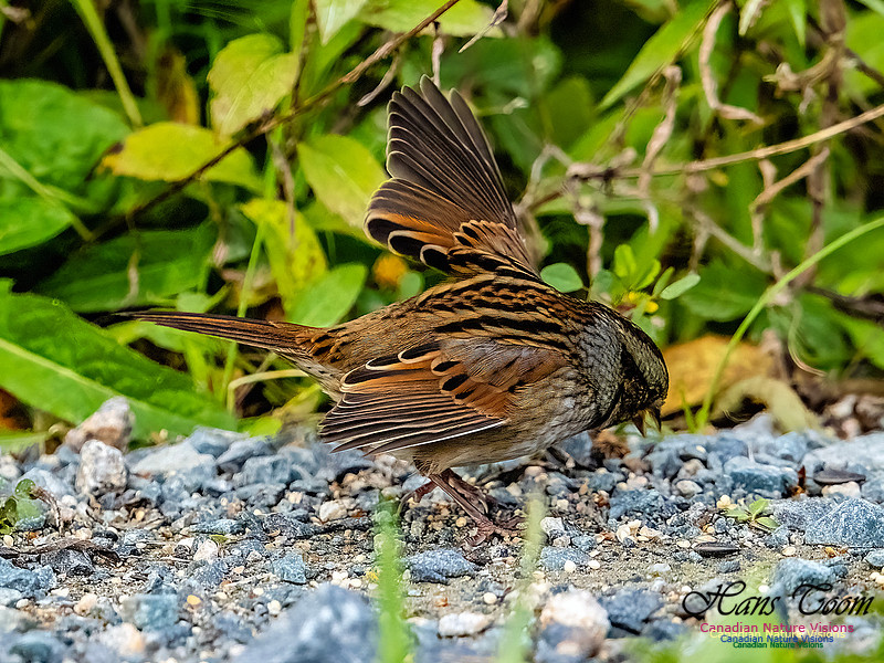Swamp Sparrow 803