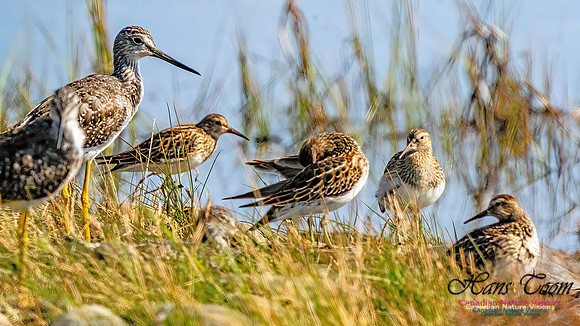 Baird's Sandpiper 101
