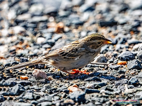 Swamp Sparrow 507