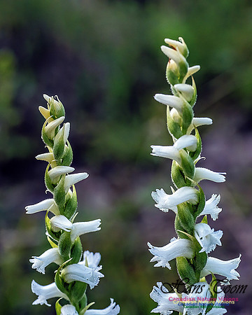 Yellow Lady's Tresses Orchid 304