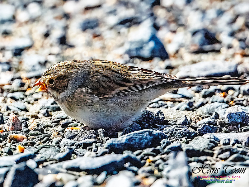 Clay-coloured Sparrow 106