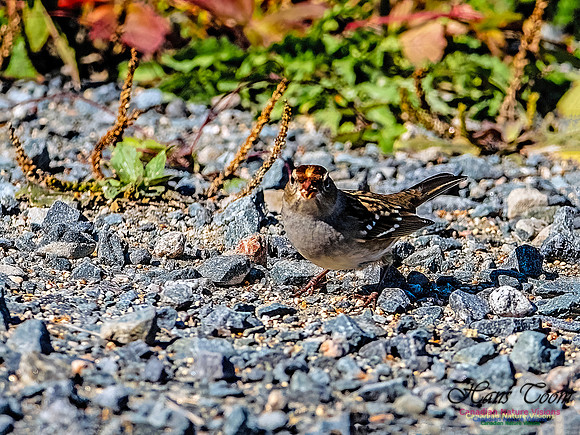 White-crowned Sparrow 151