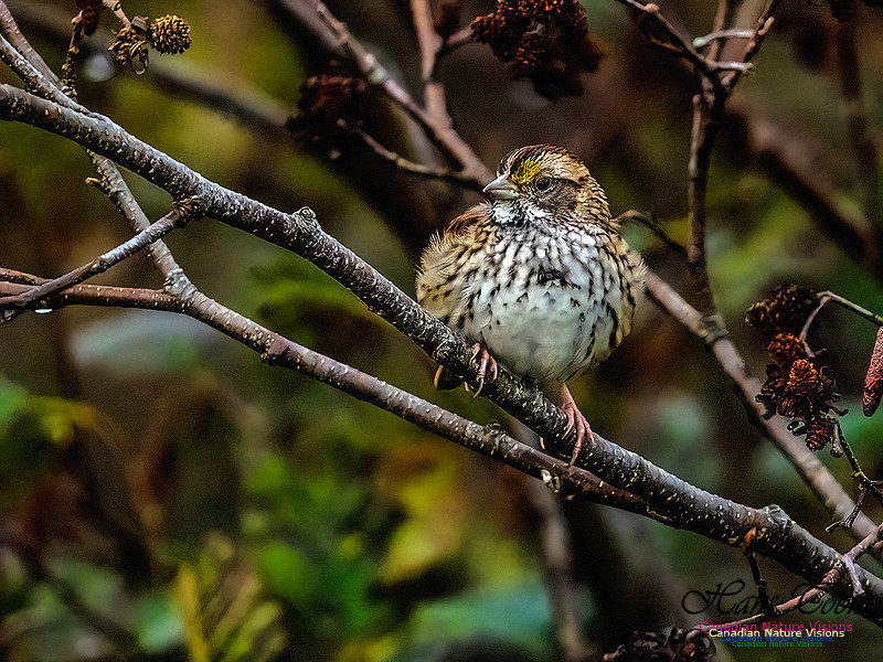 White-throated Sparroww 350