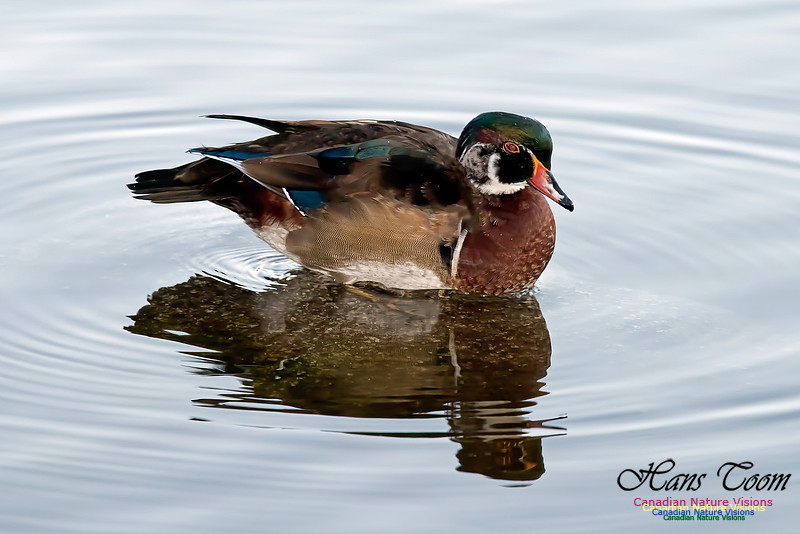 Wood Duck