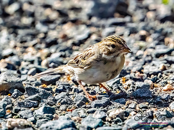 Clay-coloured Sparrow 104