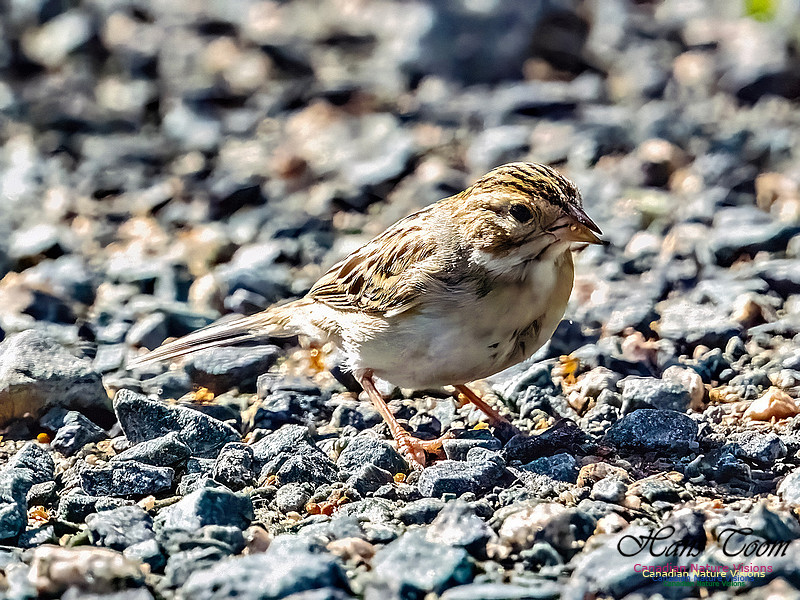 Clay-coloured Sparrow 104