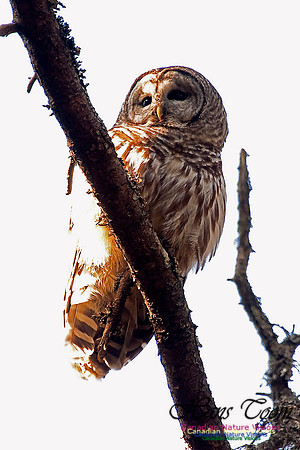 Barred Owl
