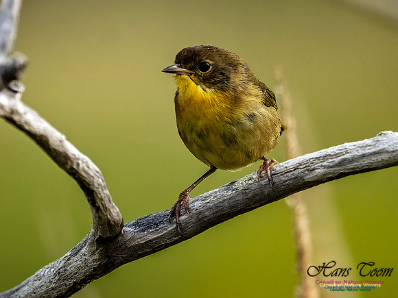 Common Yellowthroat 701