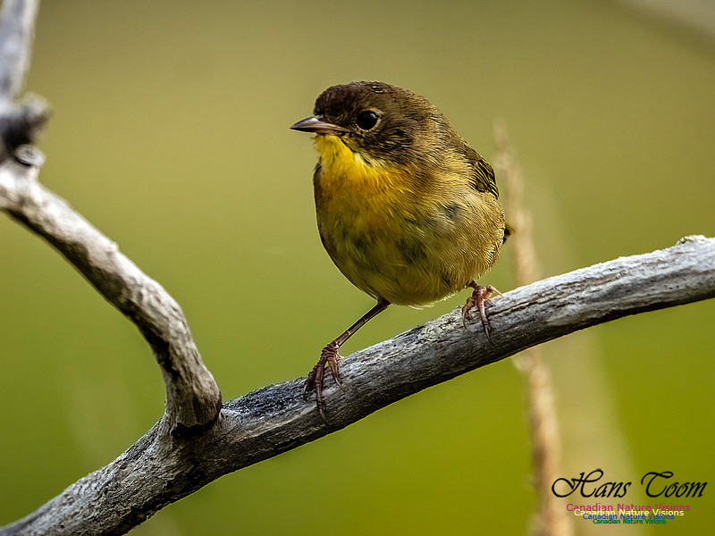 Common Yellowthroat 701