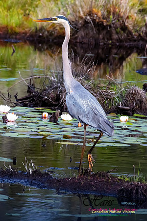 Great Blue Heron 207