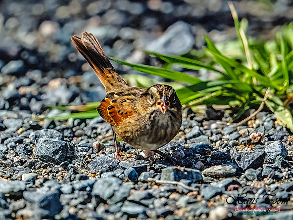 Swamp Sparrow 501