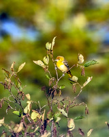 Yellow-throated Vireo