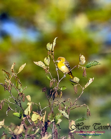 Yellow-throated Vireo 101