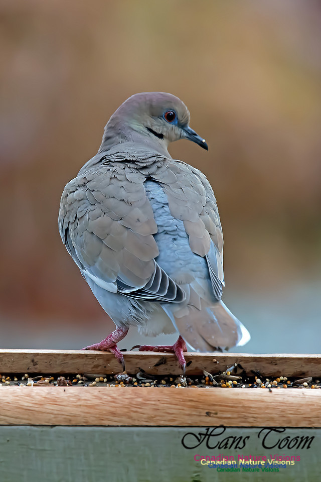 White-winged Dove
