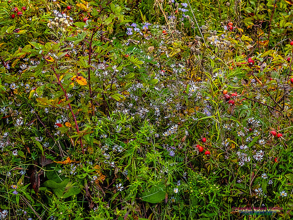Nova Scotia in Fall 104