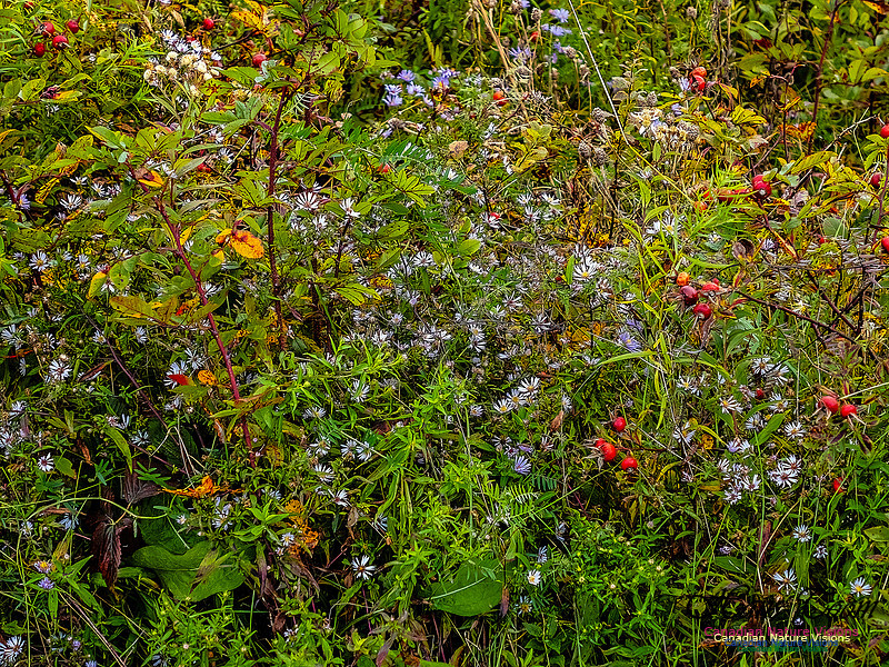 Nova Scotia in Fall 104
