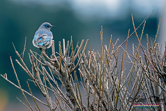 Mountain Bluebird