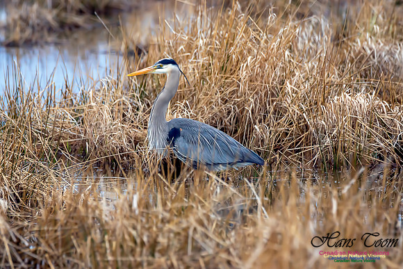 Great Blue Heron 8