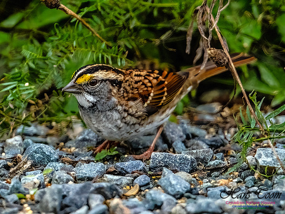 White-throated Sparroww 355