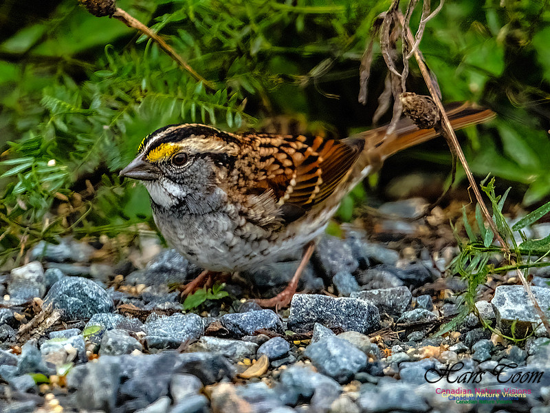 White-throated Sparroww 355