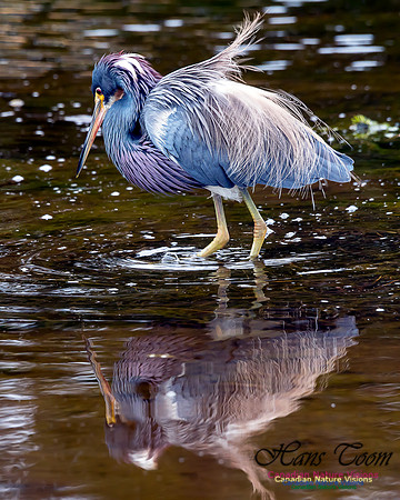 Tricoloured Heron 67