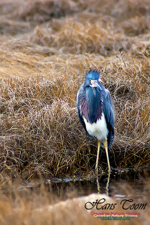 Tricoloured Heron 8