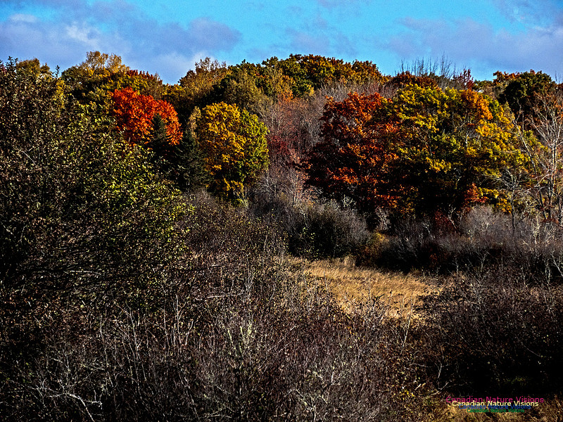 Nova Scotia in Fall 274