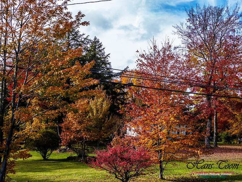 Nova Scotia in Fall 244