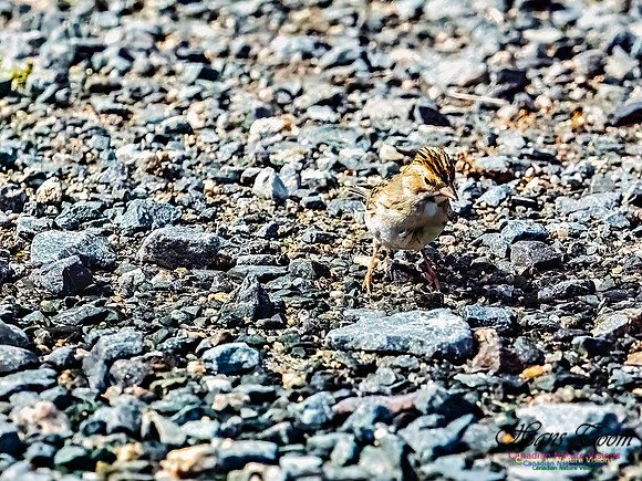 Clay-coloured Sparrow 101