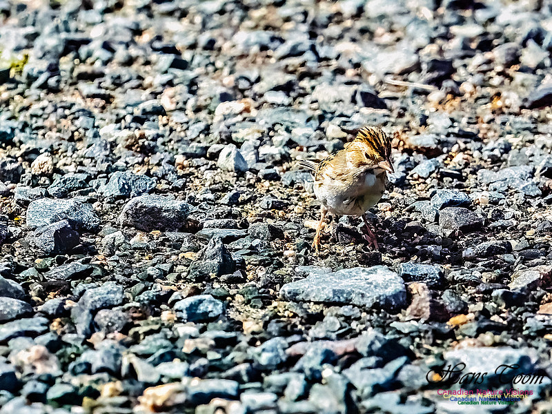 Clay-coloured Sparrow 101