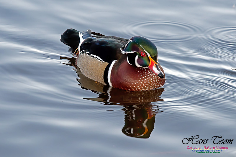 Wood Duck